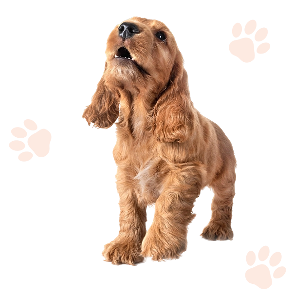 academy-hw-itwrk–dog