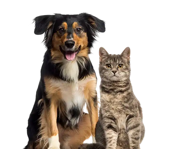 cat-dog-sitting-together 1