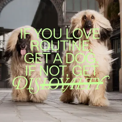 Dog-1_1-2