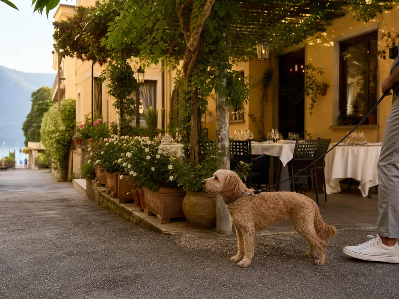 terzo-crotto-card-dog-800x600