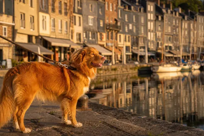 Dog on a lead on the old harbour quay at Honfleur and Étretat with slate-fronted houses reflected in water