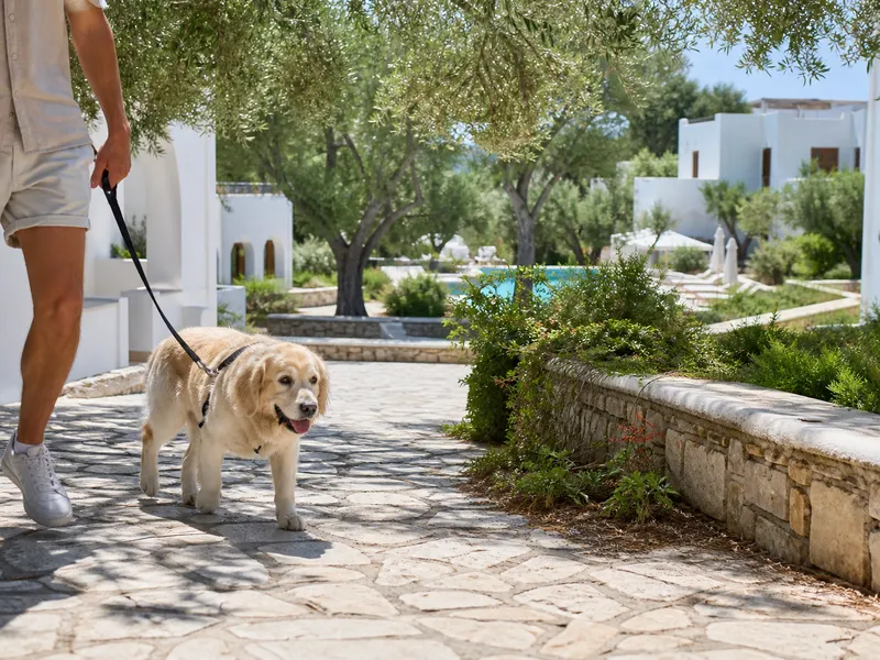 villaggio-club-degli-ulivi-card-dog-800x600